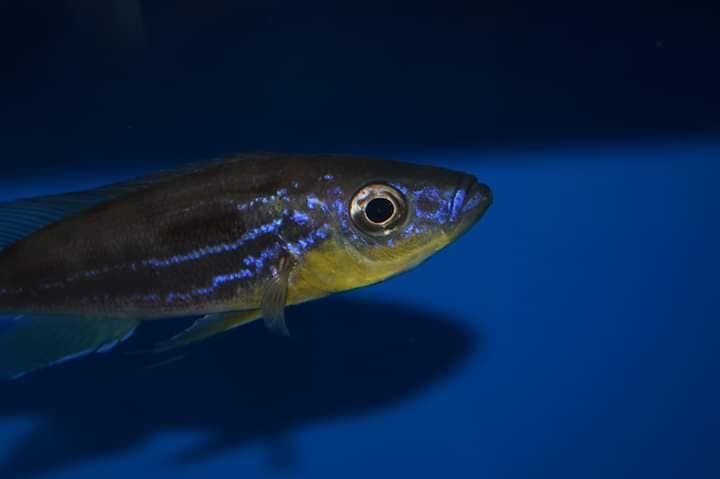 Benthochromis horii 'Kasanga'